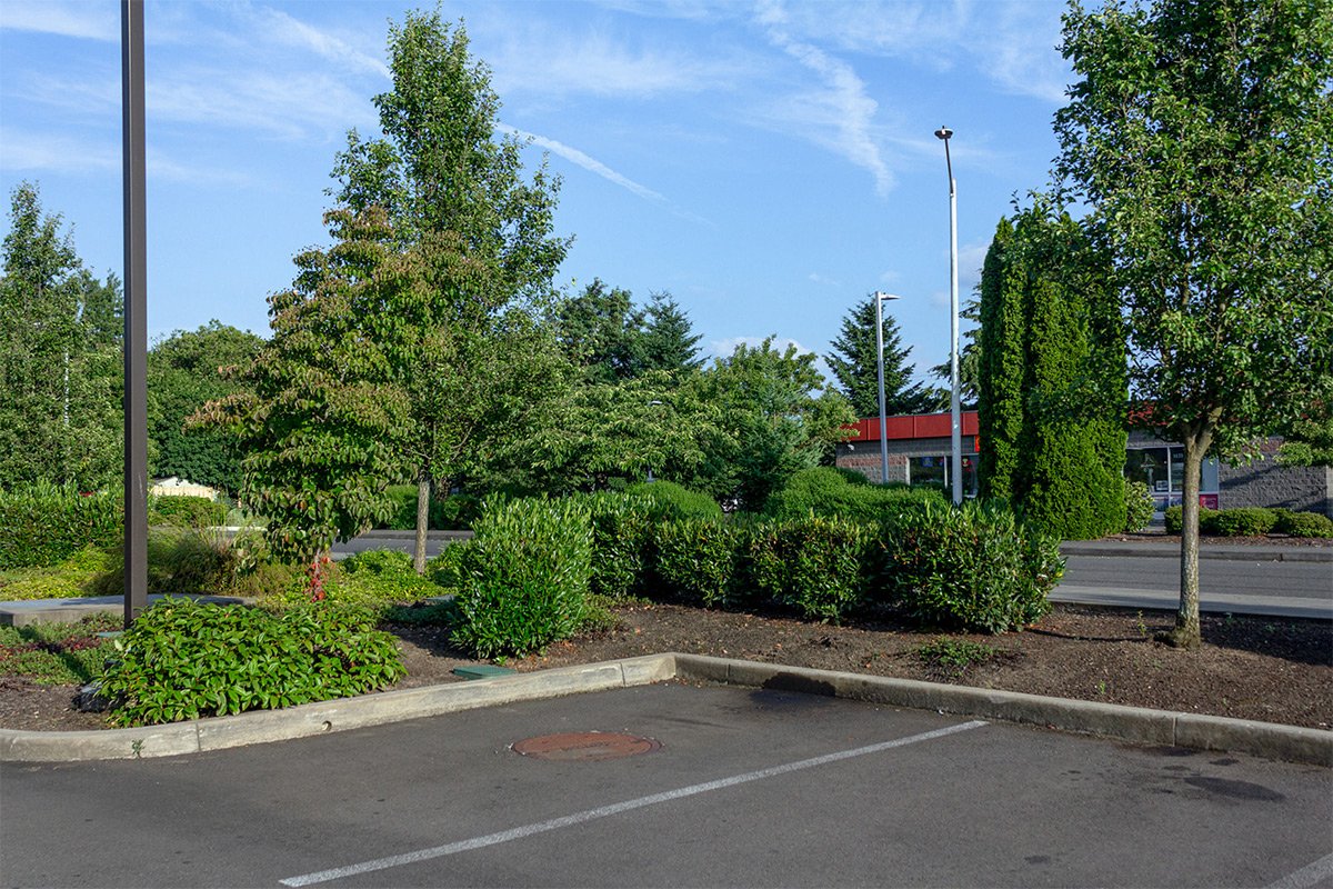 Parking lot spaces and a parking lot island with trees and bushes